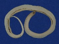 赤背松柏根藏品圖，第6張